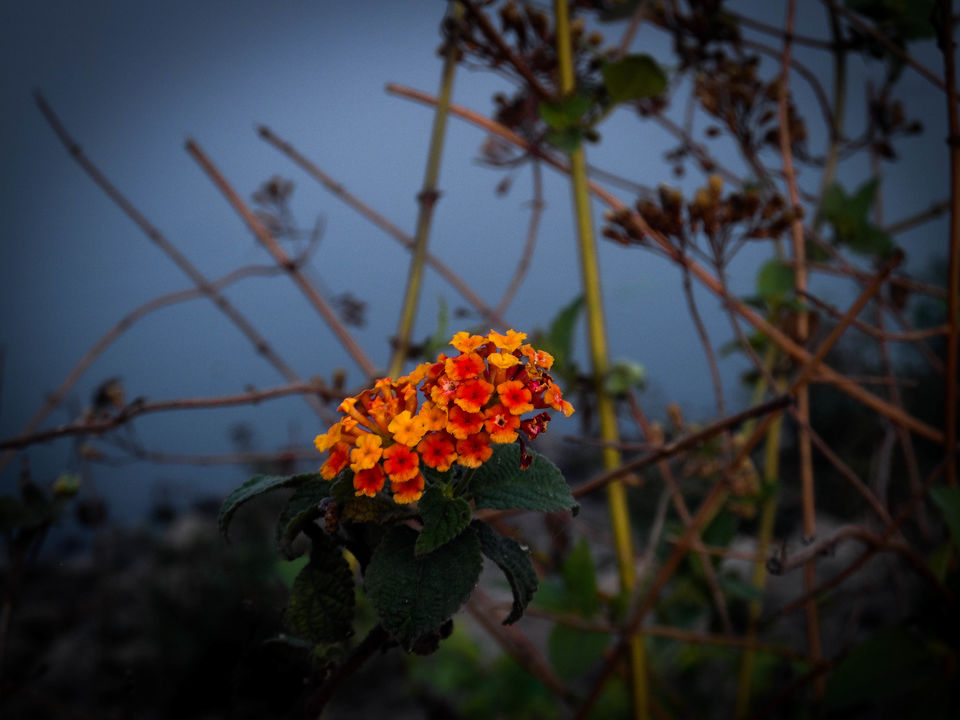 Photo of Baranti : spending a day in Palash Heven by Sourav Halder