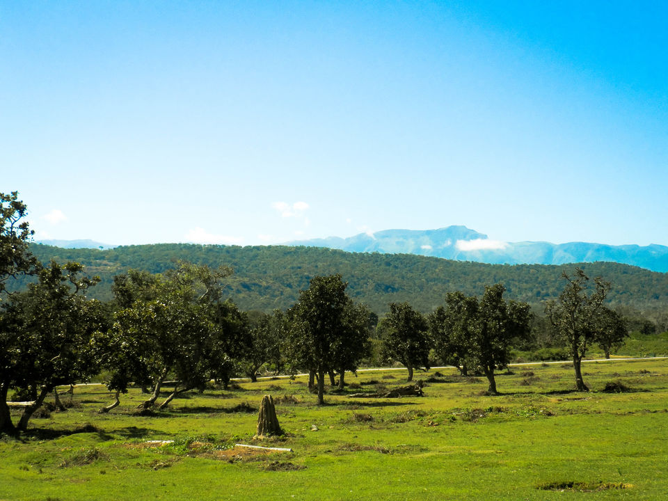 Photo of Mysore to Ooty via Bandipur Forest : a road trip to remember by Sourav Halder