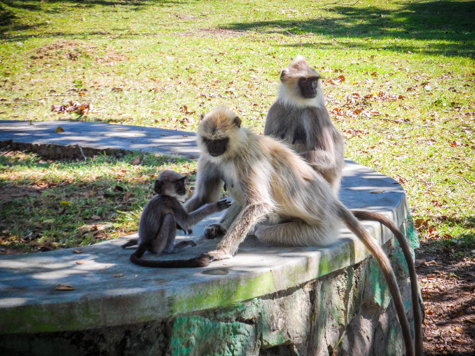 Photo of Bandipur National Park, Bandipur, Karnataka, India by Sourav Halder