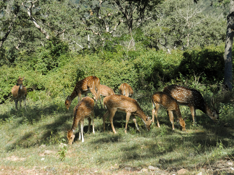 Photo of Mysore to Ooty via Bandipur Forest : a road trip to remember by Sourav Halder