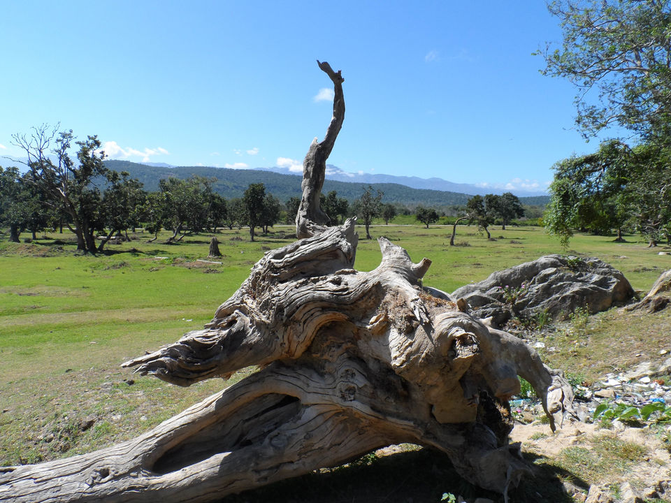 Photo of Mysore to Ooty via Bandipur Forest : a road trip to remember by Sourav Halder