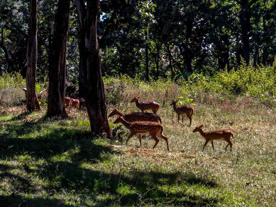 Photo of Mysore to Ooty via Bandipur Forest : a road trip to remember by Sourav Halder