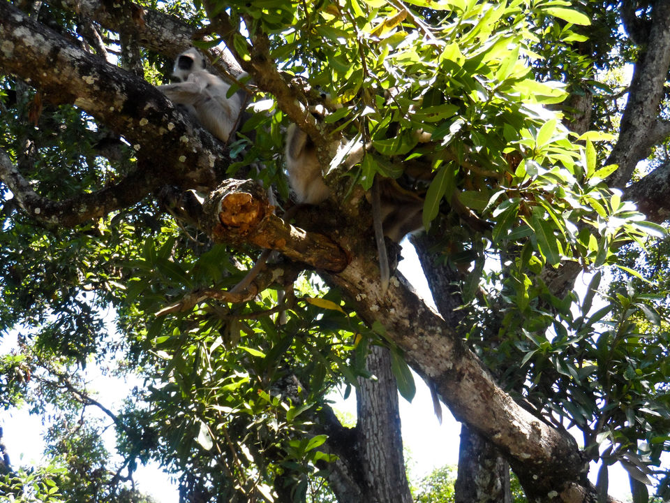 Photo of Mysore to Ooty via Bandipur Forest : a road trip to remember by Sourav Halder