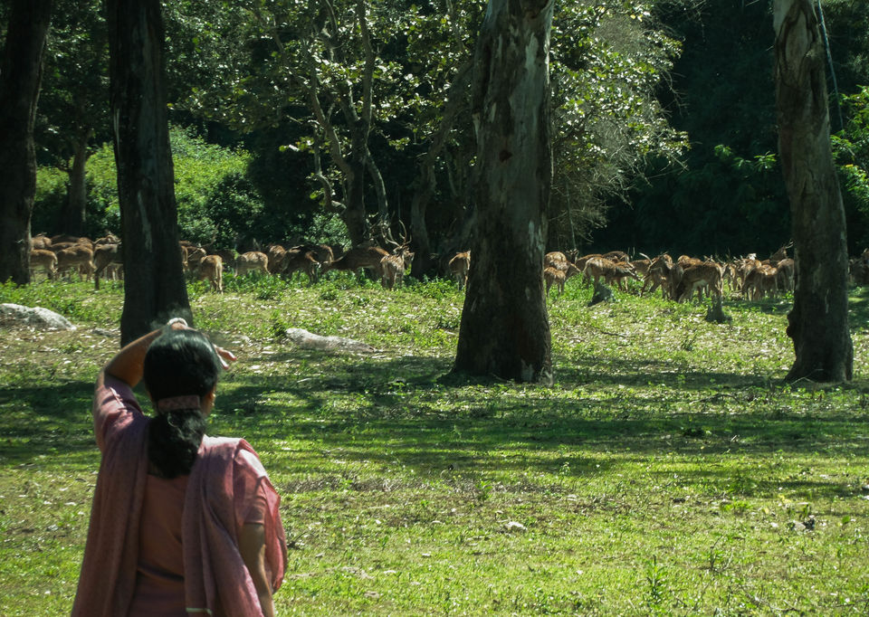 Photo of Bandipur National Park, Bandipur, Karnataka, India by Sourav Halder