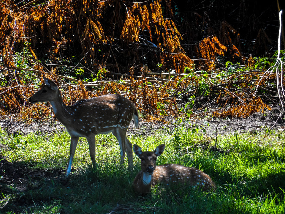 Photo of Bandipur National Park, Bandipur, Karnataka, India by Sourav Halder