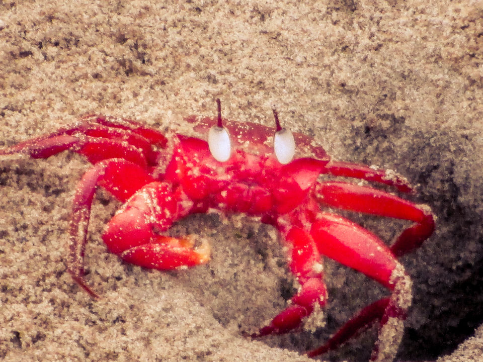 Photo of A day in solitude with the roaring sea of Chandipur by Sourav Halder