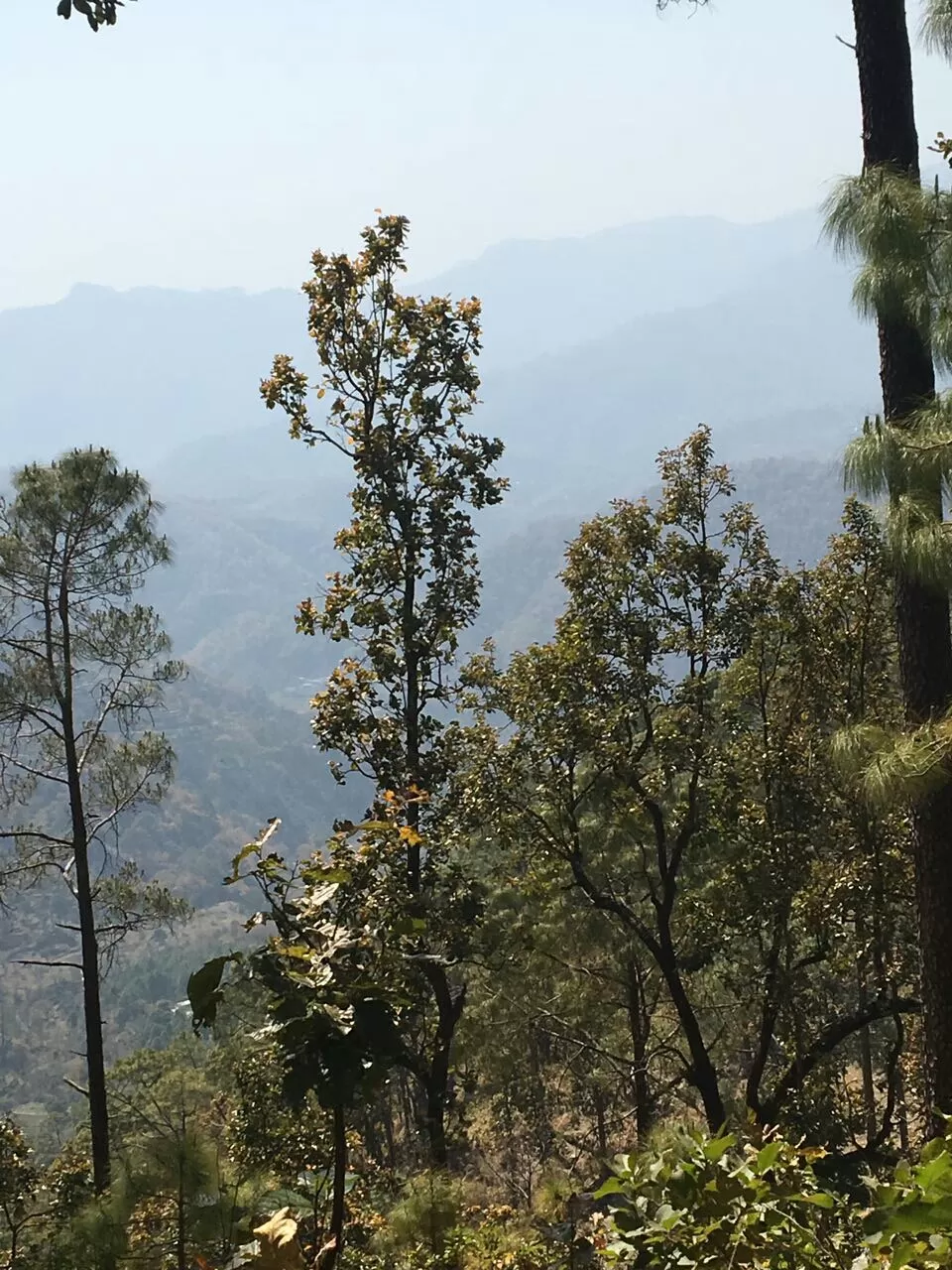 Photo of Love from Lansdowne by Silvi Das