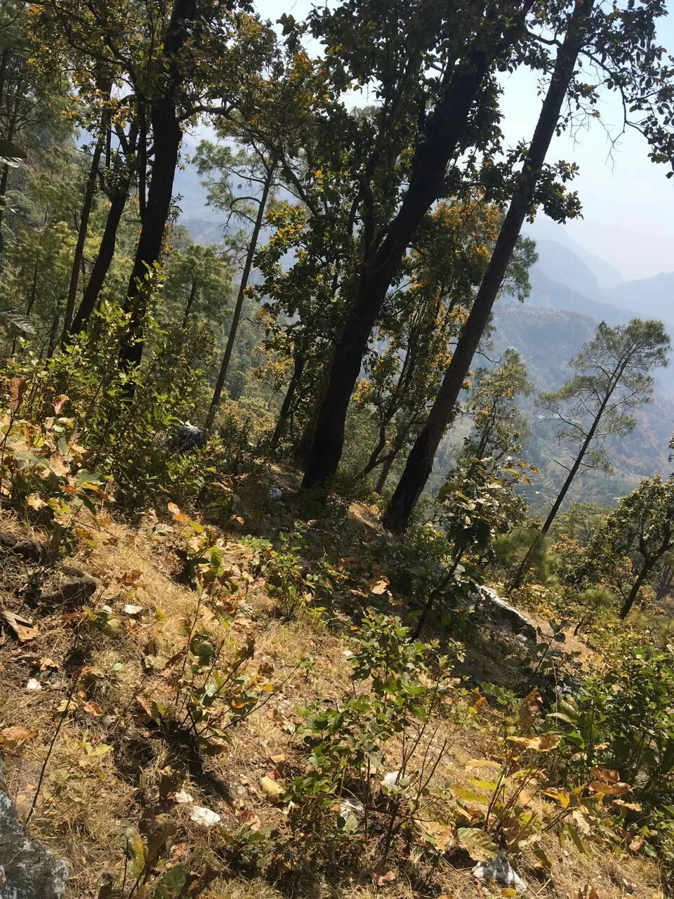 Photo of Love from Lansdowne by Silvi Das