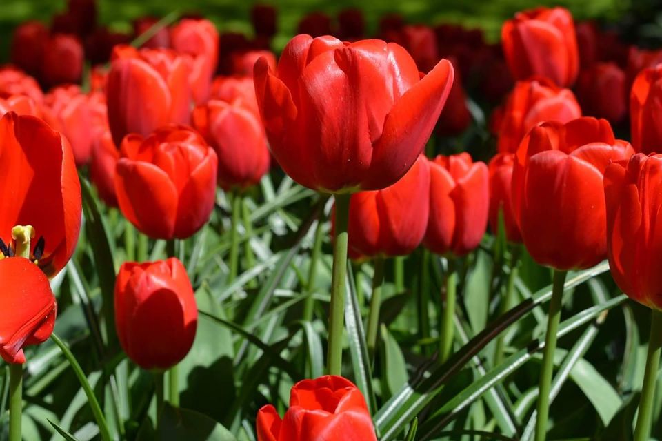 Photo of Explore the amazingly beautiful colors of Tulips & beautifully preserved windmills ! 3/5 by Khushboo Bansal