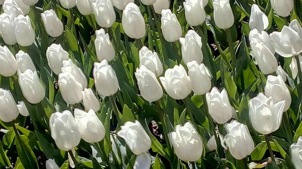 Photo of Explore the amazingly beautiful colors of Tulips & beautifully preserved windmills ! 4/5 by Khushboo Bansal