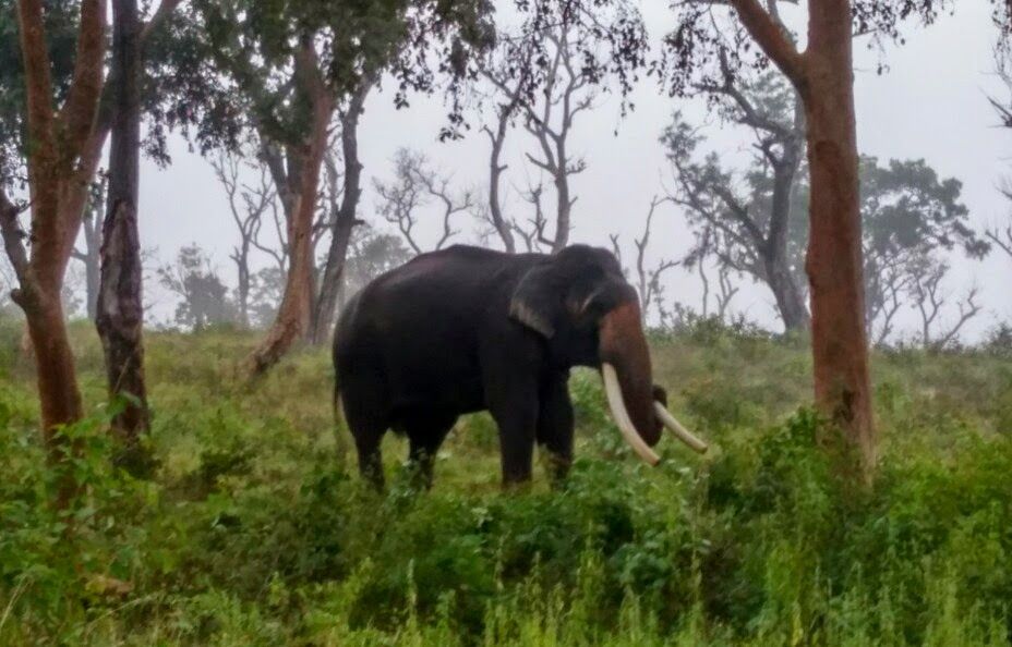 Photo of Bandipur, Karnataka, India by Prafull