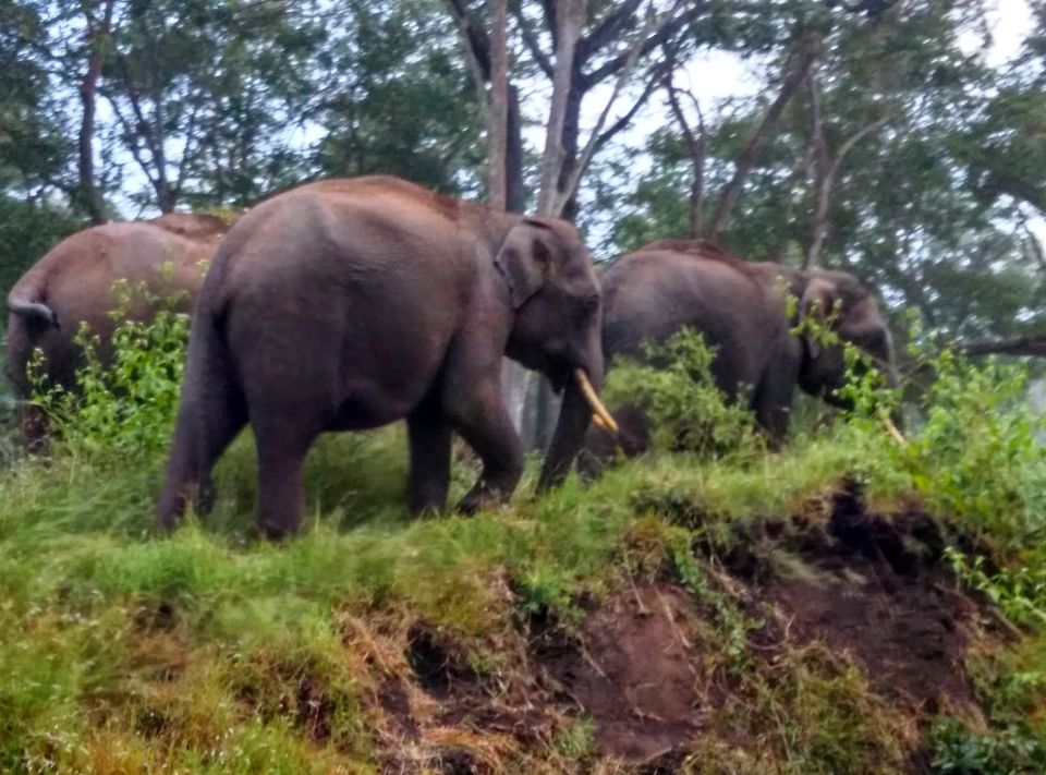 Photo of Bandipur, Karnataka, India by Prafull