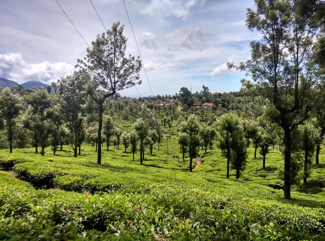Photo of Valparai Bliss by Prafull