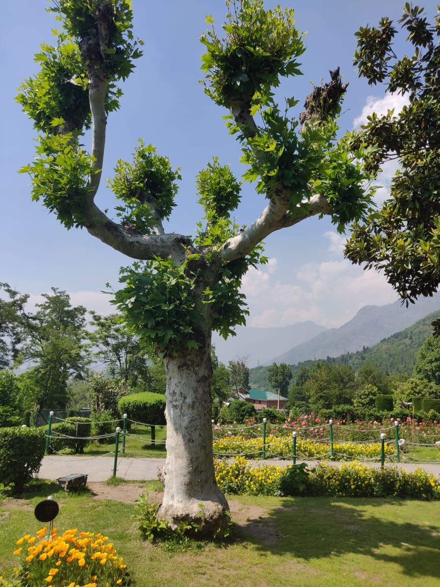 Photo of Kashmir Diaries - Day 1 by Shashank Shekhar