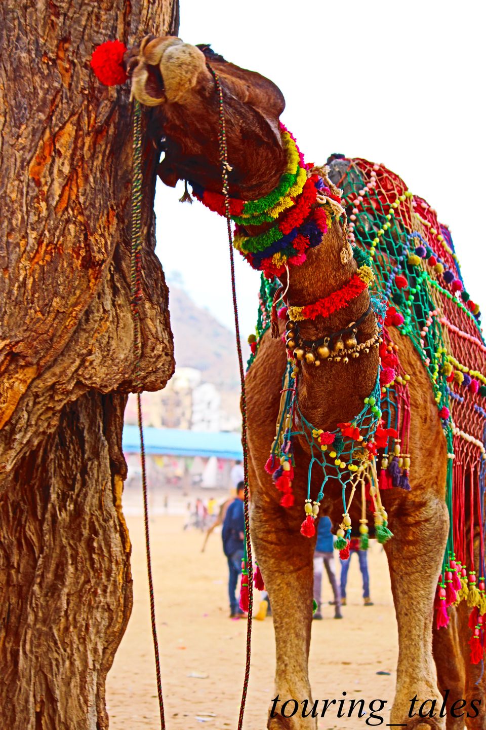 Photo of Pushkar Camel Fair, Brahma Temple Road, Pushkar, Rajasthan, India by Touring&tales
