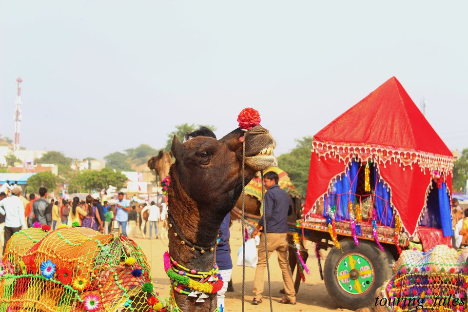 Photo of Pushkar, Rajasthan, India by Touring&tales