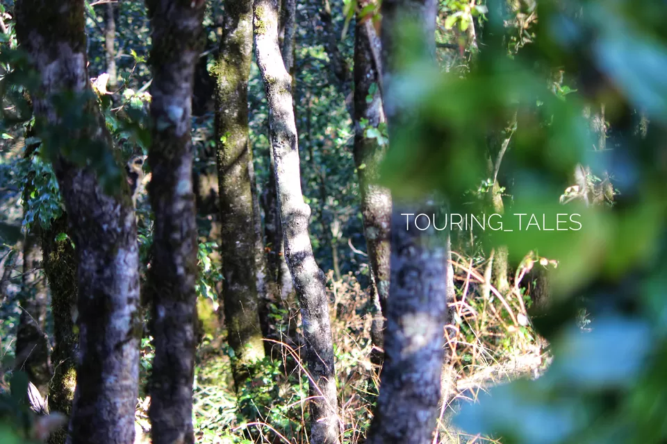 Photo of Chauli Ki Jali, Darima, Uttarakhand by Touring&tales