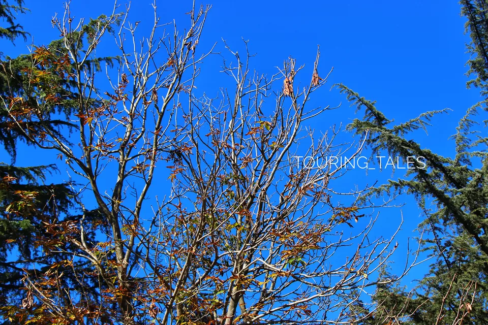 Photo of Chauli Ki Jali, Darima, Uttarakhand by Touring&tales