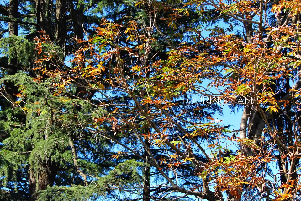 Photo of Chauli Ki Jali, Darima, Uttarakhand by Touring&tales