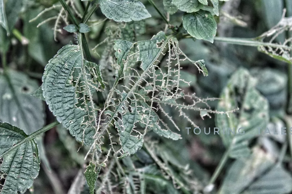 Photo of Pangoot, Uttarakhand, India by Touring&tales