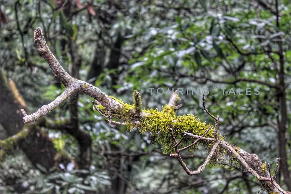 Photo of Pangoot, Uttarakhand, India by Touring&tales