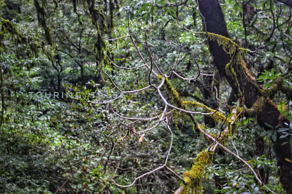 Photo of Pangoot, Uttarakhand, India by Touring&tales