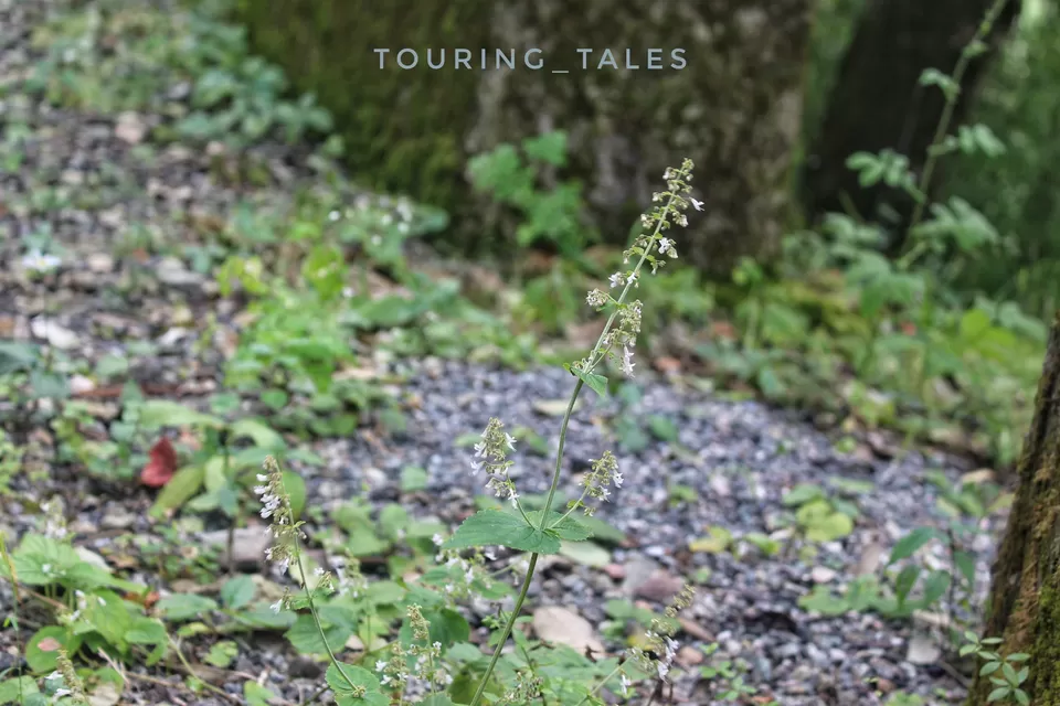 Photo of Pangoot, Uttarakhand, India by Touring&tales