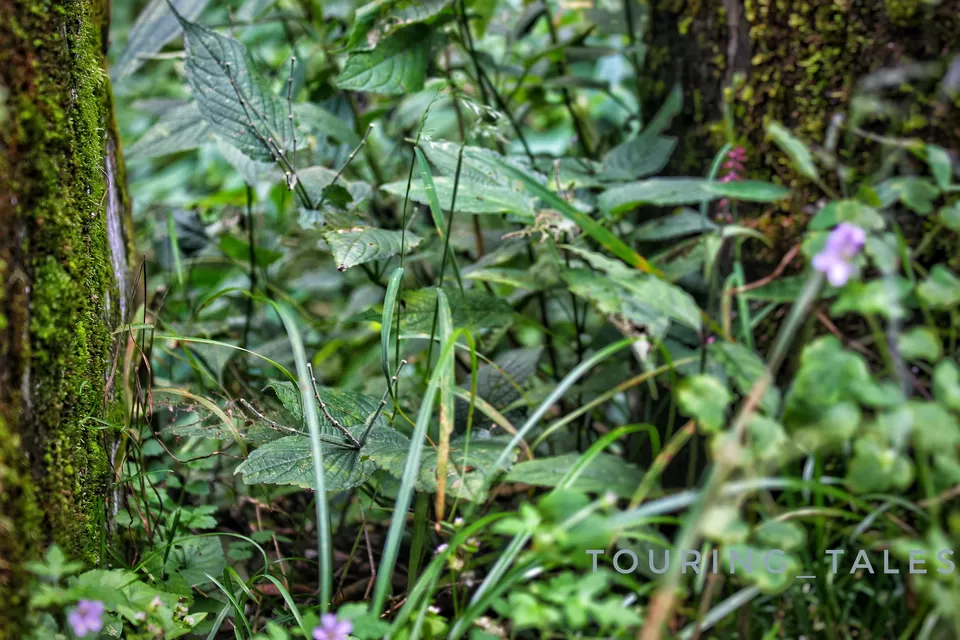 Photo of Pangoot, Uttarakhand, India by Touring&tales