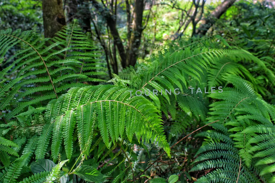 Photo of Pangoot, Uttarakhand, India by Touring&tales