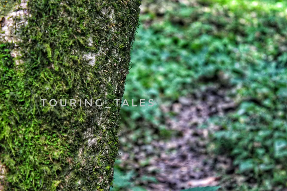 Photo of Pangoot, Uttarakhand, India by Touring&tales