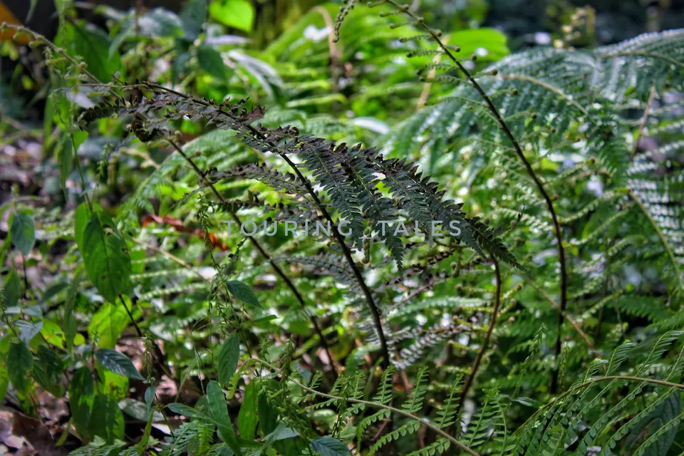 Photo of Pangoot, Uttarakhand, India by Touring&tales