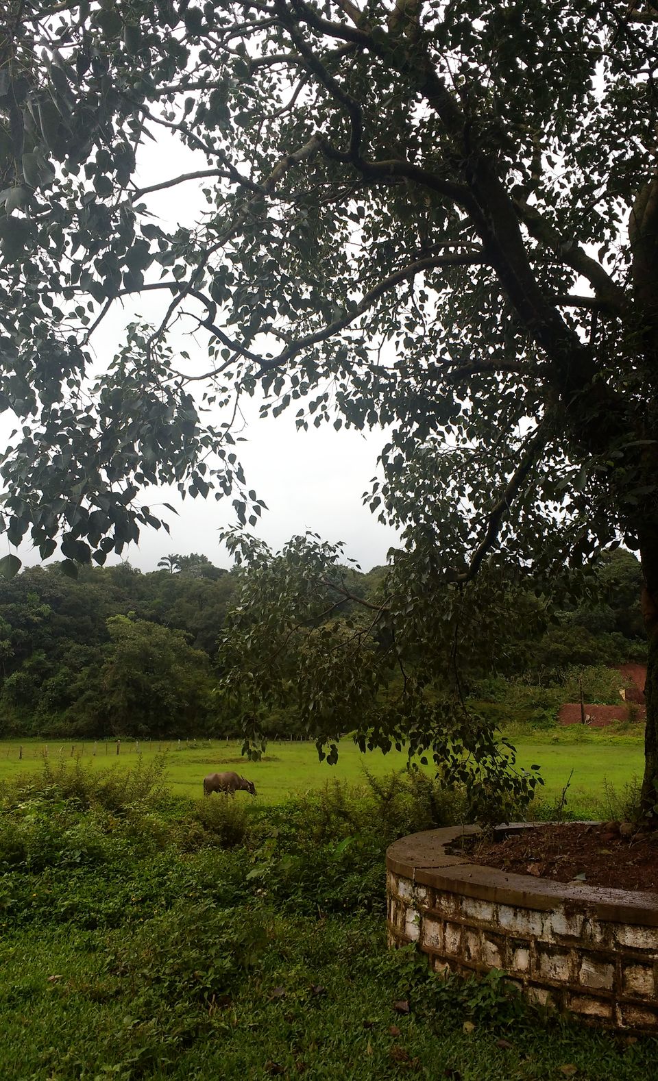 Photo of Coorg, Karnataka, India by Anindita Nayak