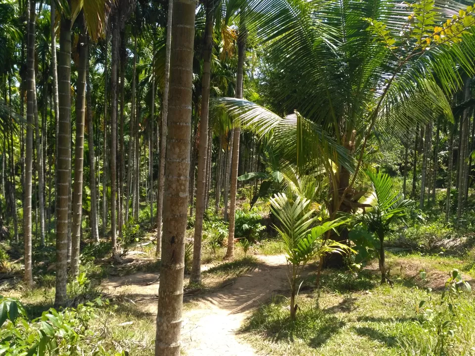 Photo of Radhanagar Beach, Andaman and Nicobar Islands by Sandeep Kumar Jain