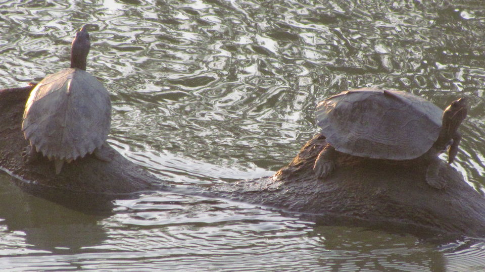 Photo of Wildlife Calling - Visit to Guwahati & Kaziranga National Park by Sunny Sehgal