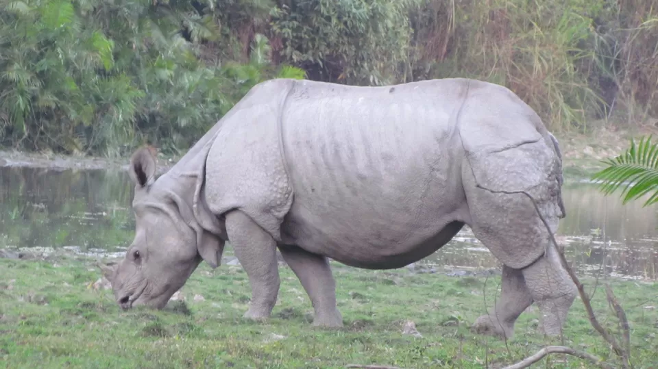 Photo of Wildlife Calling - Visit to Guwahati & Kaziranga National Park by Sunny Sehgal