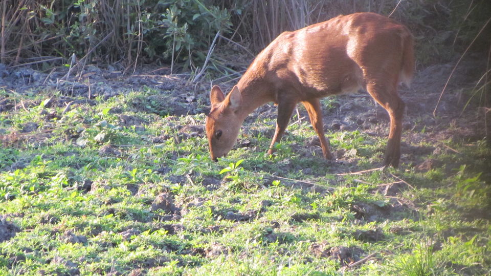 Photo of Wildlife Calling - Visit to Guwahati & Kaziranga National Park by Sunny Sehgal