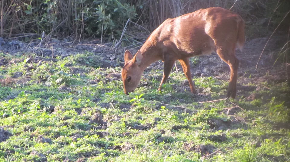 Photo of Wildlife Calling - Visit to Guwahati & Kaziranga National Park by Sunny Sehgal