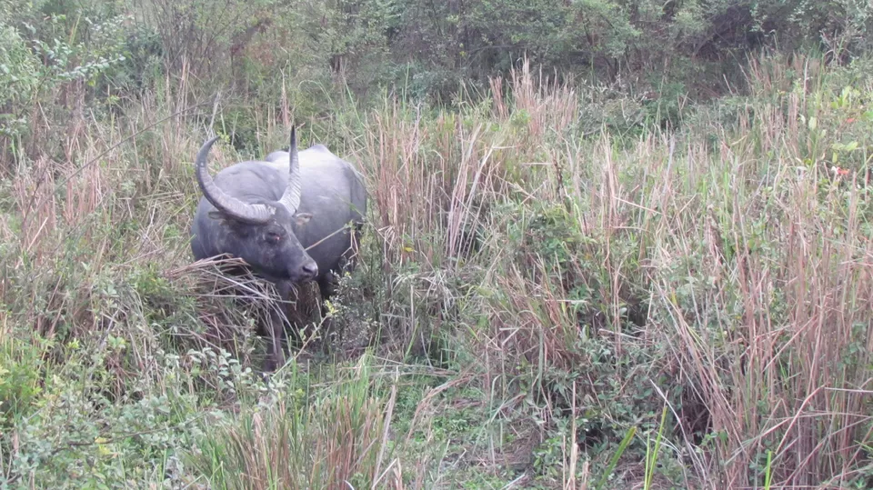 Photo of Wildlife Calling - Visit to Guwahati & Kaziranga National Park by Sunny Sehgal