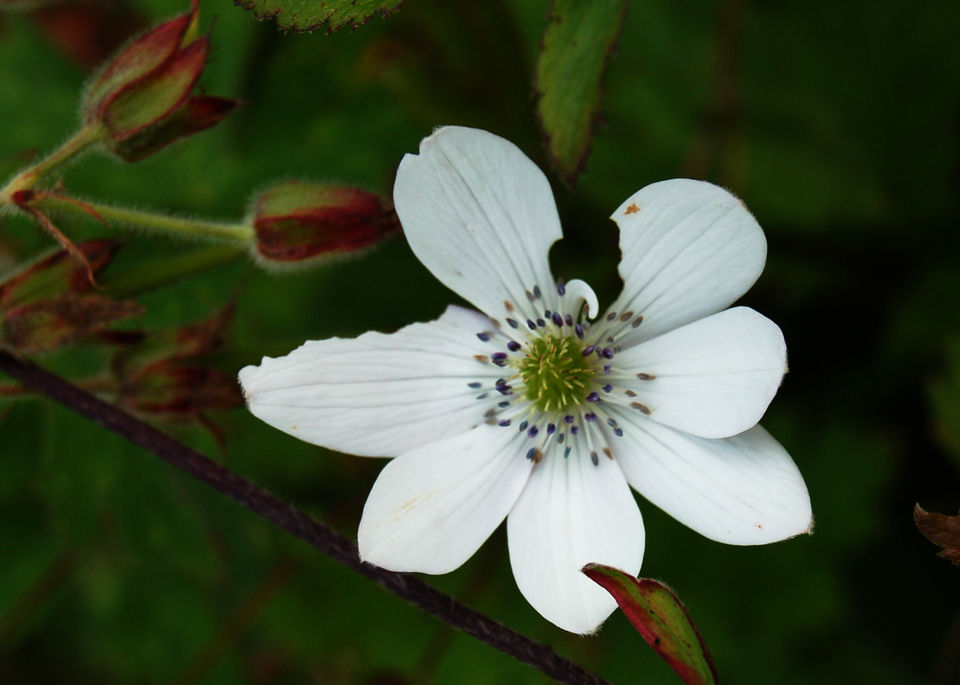 Photo of The Valley of Flowers, Uttarakhand by Maithili Madhusudanan