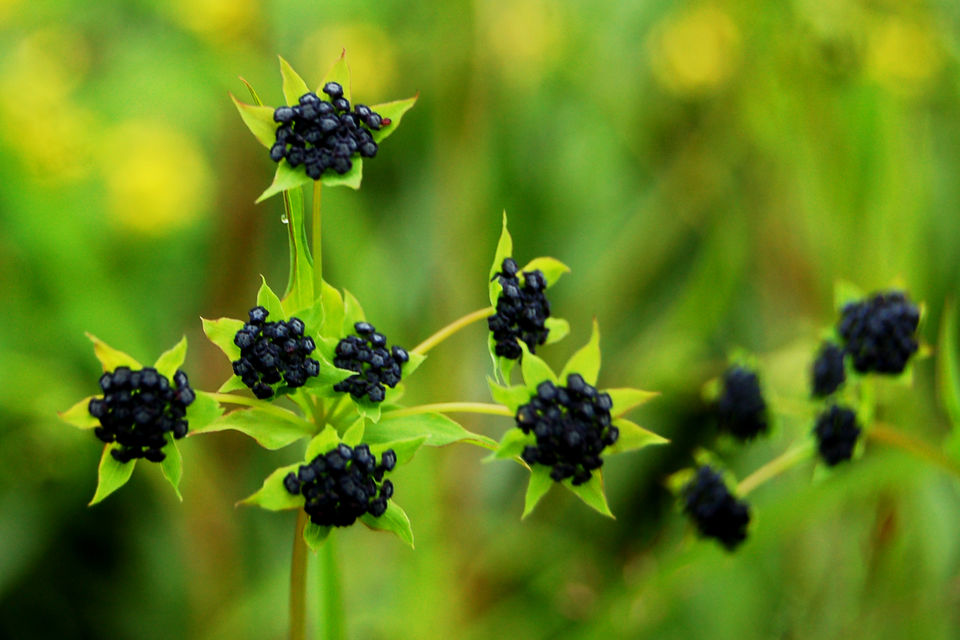 Photo of The Valley of Flowers, Uttarakhand by Maithili Madhusudanan