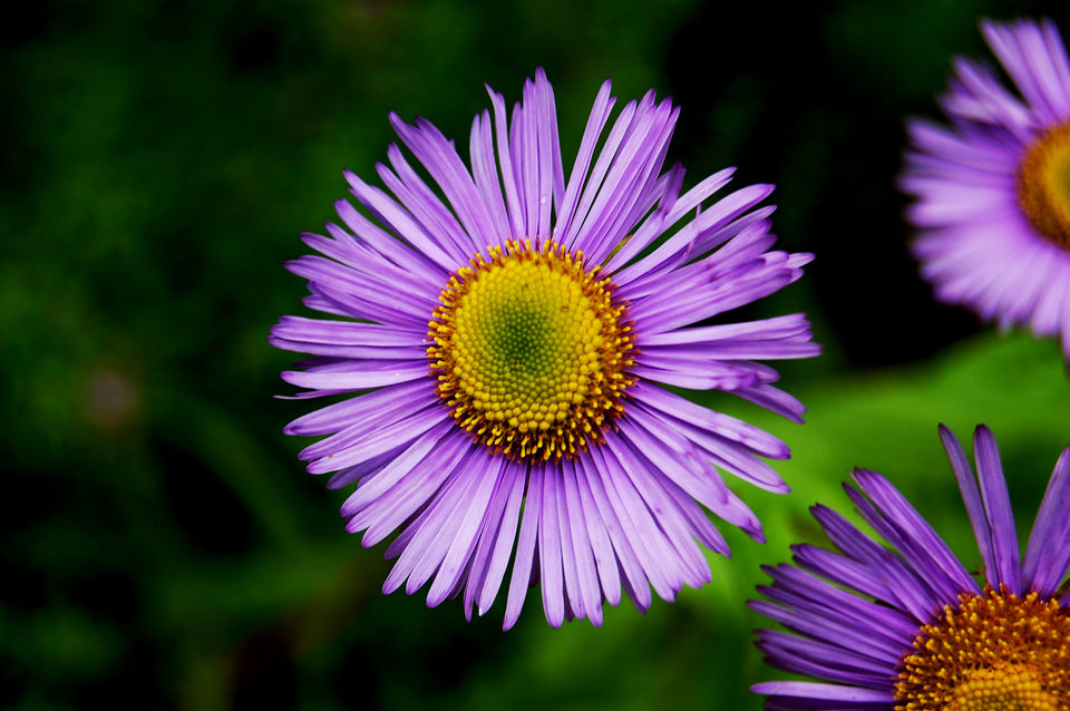 Photo of The Valley of Flowers, Uttarakhand by Maithili Madhusudanan