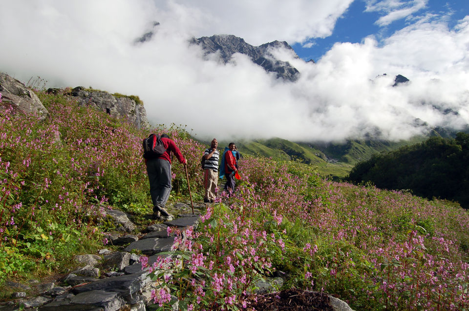 Photo of The Valley of Flowers, Uttarakhand by Maithili Madhusudanan
