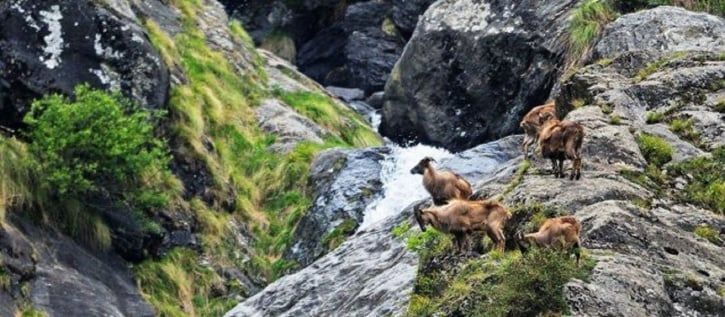 Photo of Meet 83 YO Chatri Devi, Who's Been Living In The Great Himalayan National Park In Complete Isolation 2/4 by myheartontheroad
