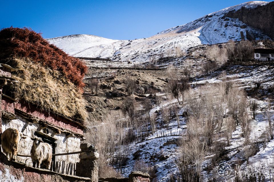 Photo of Chadar Trek - My Moment Of Epiphany 25/30 by Kshitiz Singh
