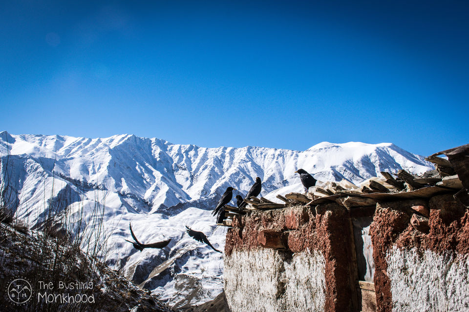 Photo of Chadar Trek - My Moment Of Epiphany 27/30 by Kshitiz Singh