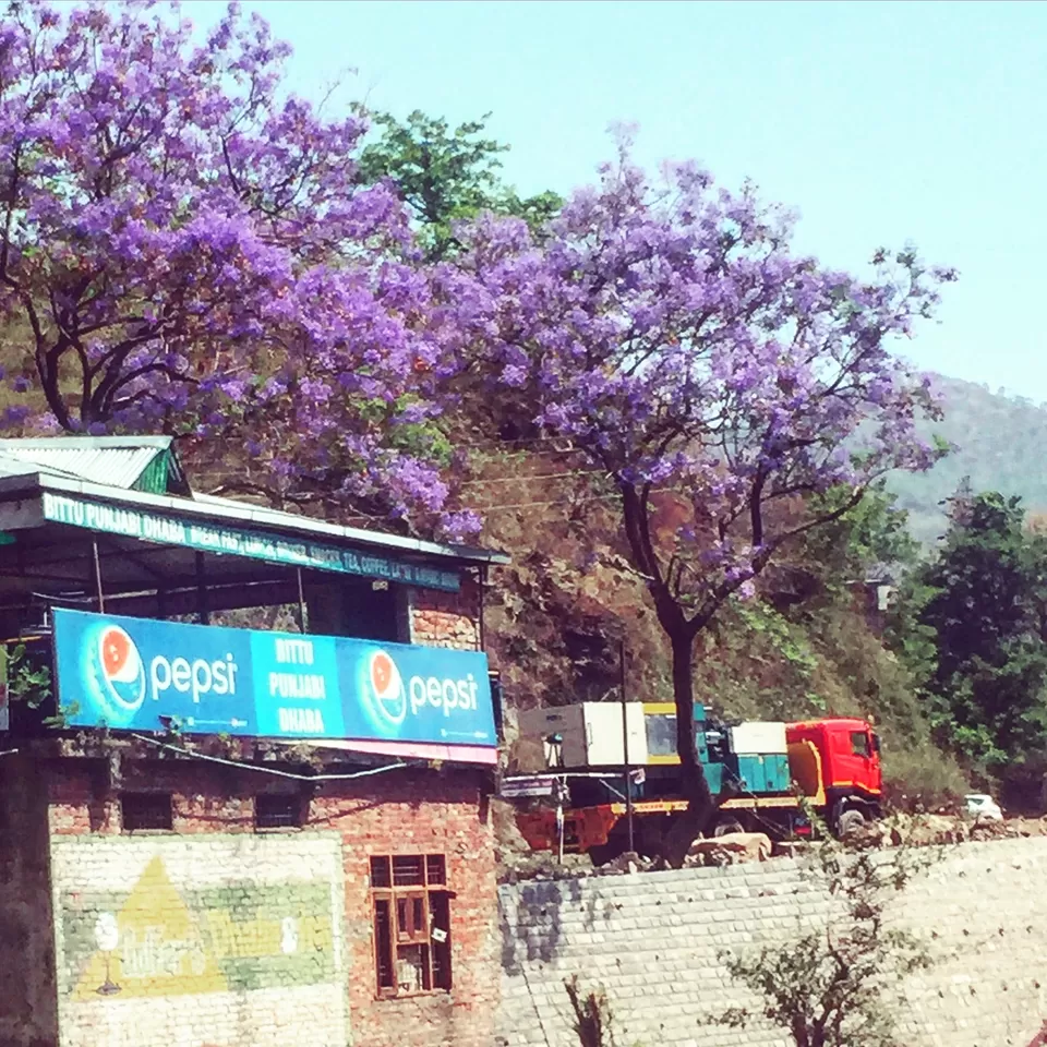 Photo of A roadtrip to Shimla and Manali by Netra Agarwal