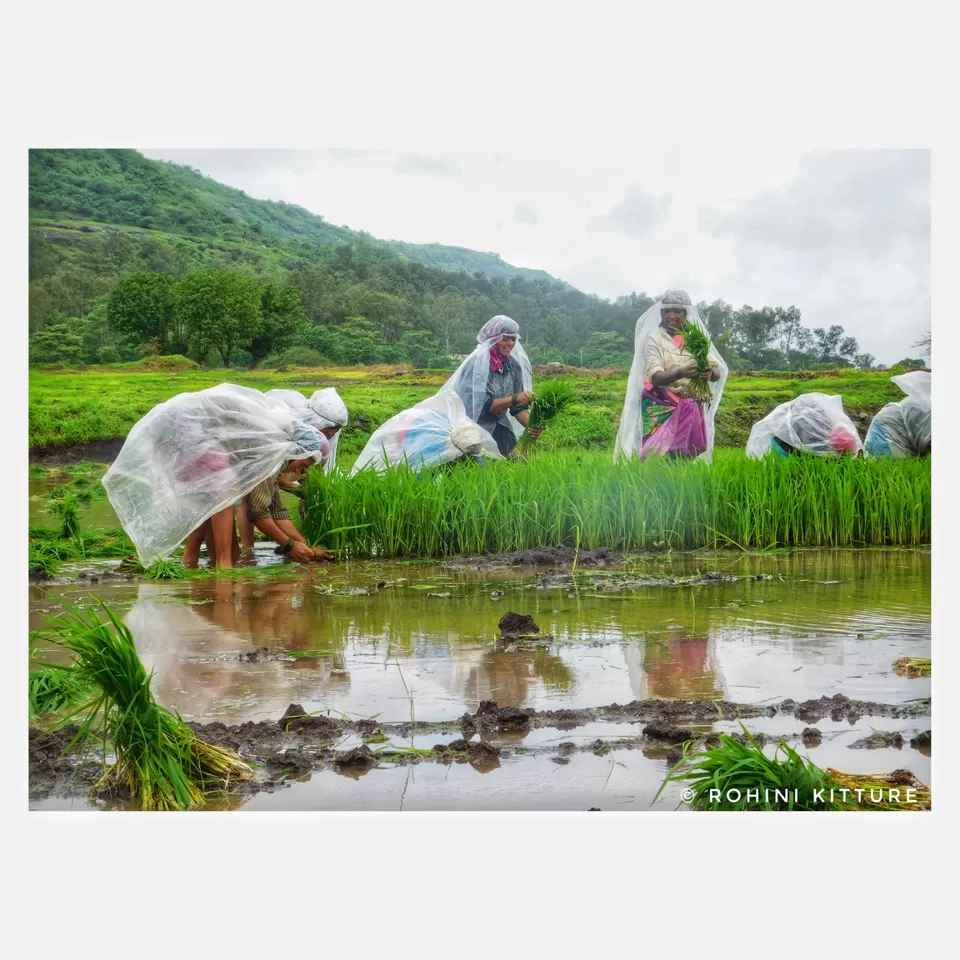 Photo of Takave, Maharashtra, India by Rohini Kitture