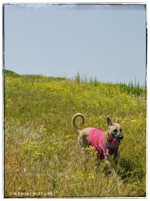 Photo of Kamalgad, Maharashtra, India by Rohini Kitture