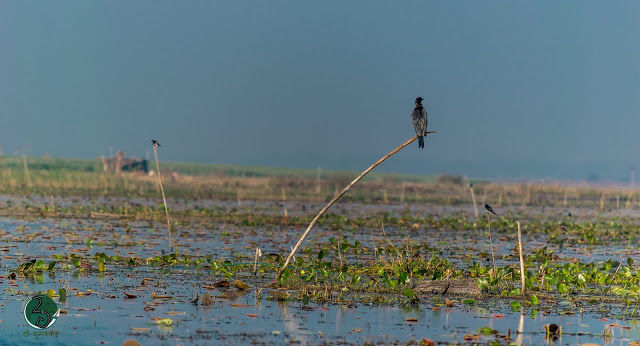 Photo of Kanwar : A dying lake 11/21 by दो - घुमक्कड़