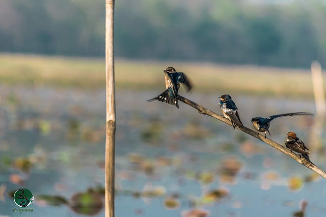 Photo of Kanwar : A dying lake 9/21 by दो - घुमक्कड़
